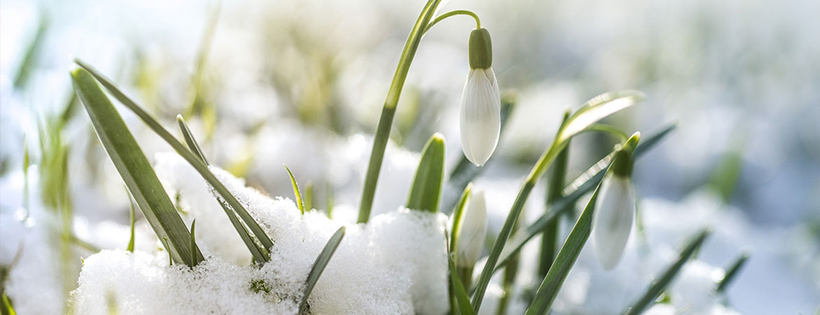 January-banner